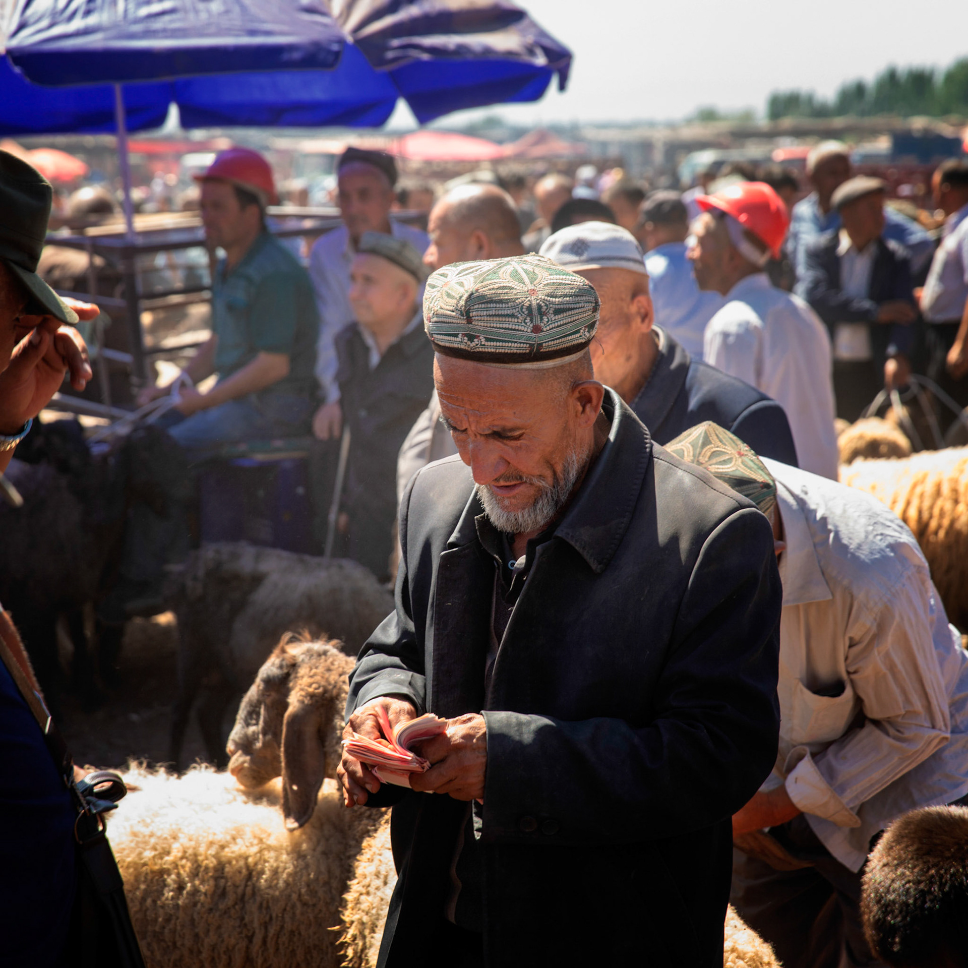 Kashgar,  China - September 9th, 2018 : Uyghur farmers counting money after concluding a transaction for his sheep at the Kashgar sunday bazaar. Sheep and people in the background.