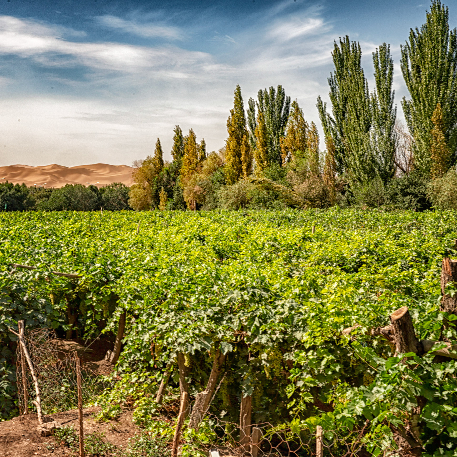 shanshan, Xinjiang, China - september 3, 2018: The dunes of the Kumtagh desert can be seen behind tone of the lush  vineyards in Shanshan oasis