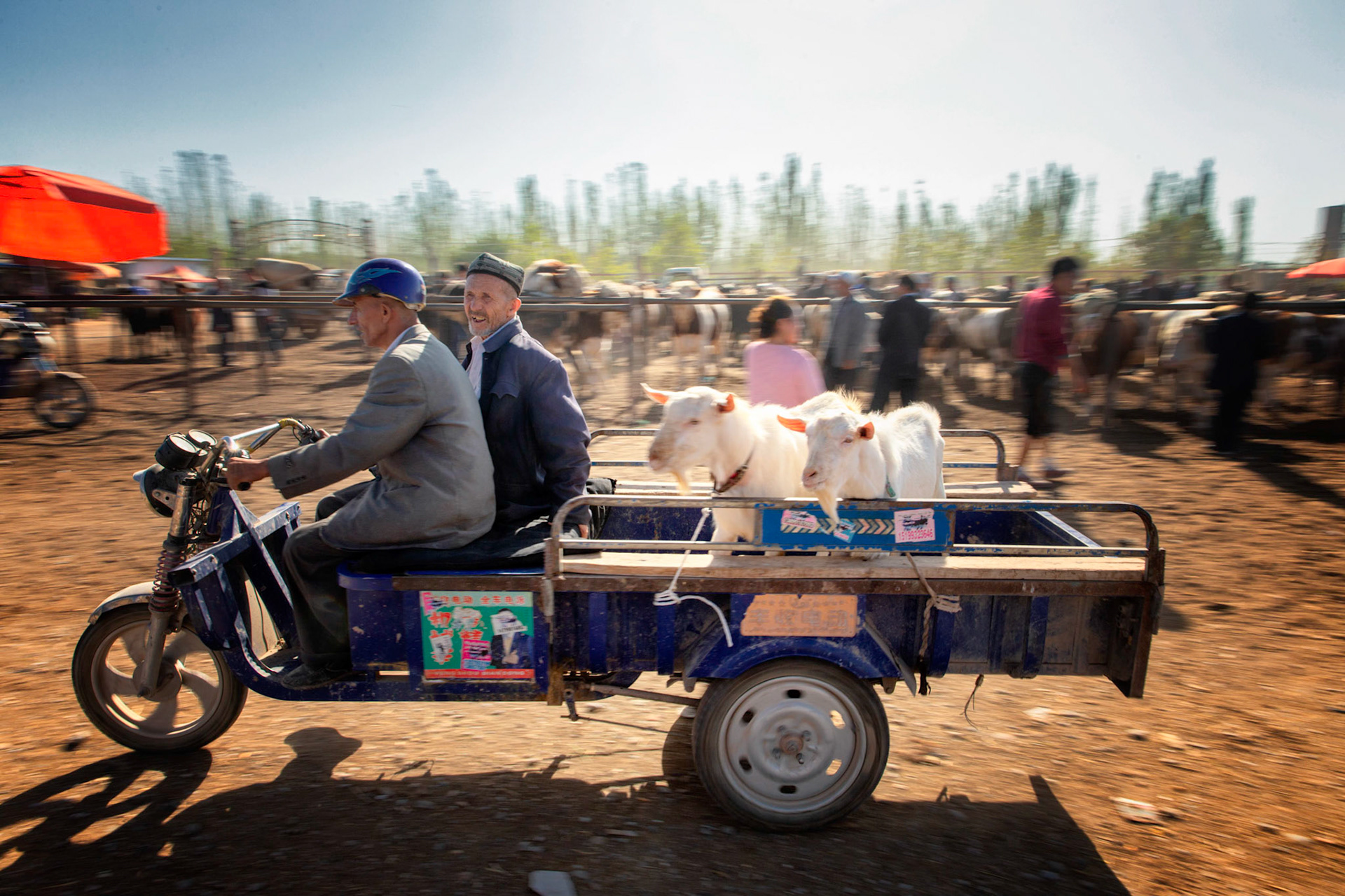 Bringing goats to the market