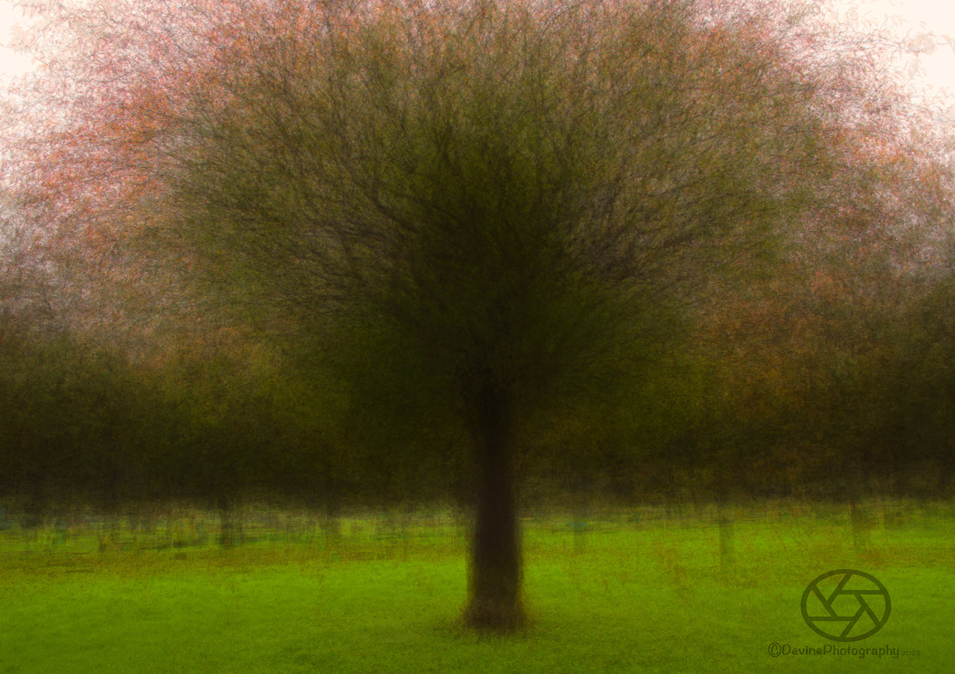 Pep Ventosa - Trees in The Round
