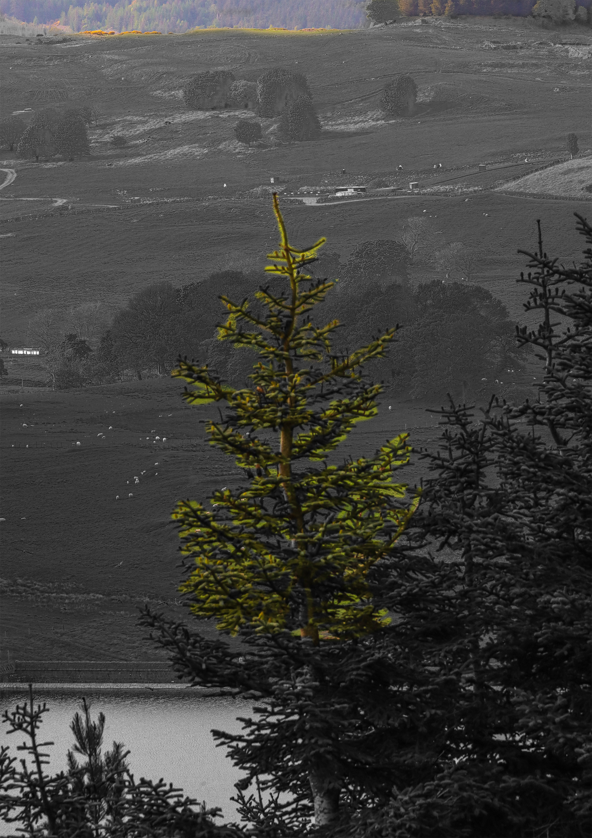Black and White Adjustment Layer