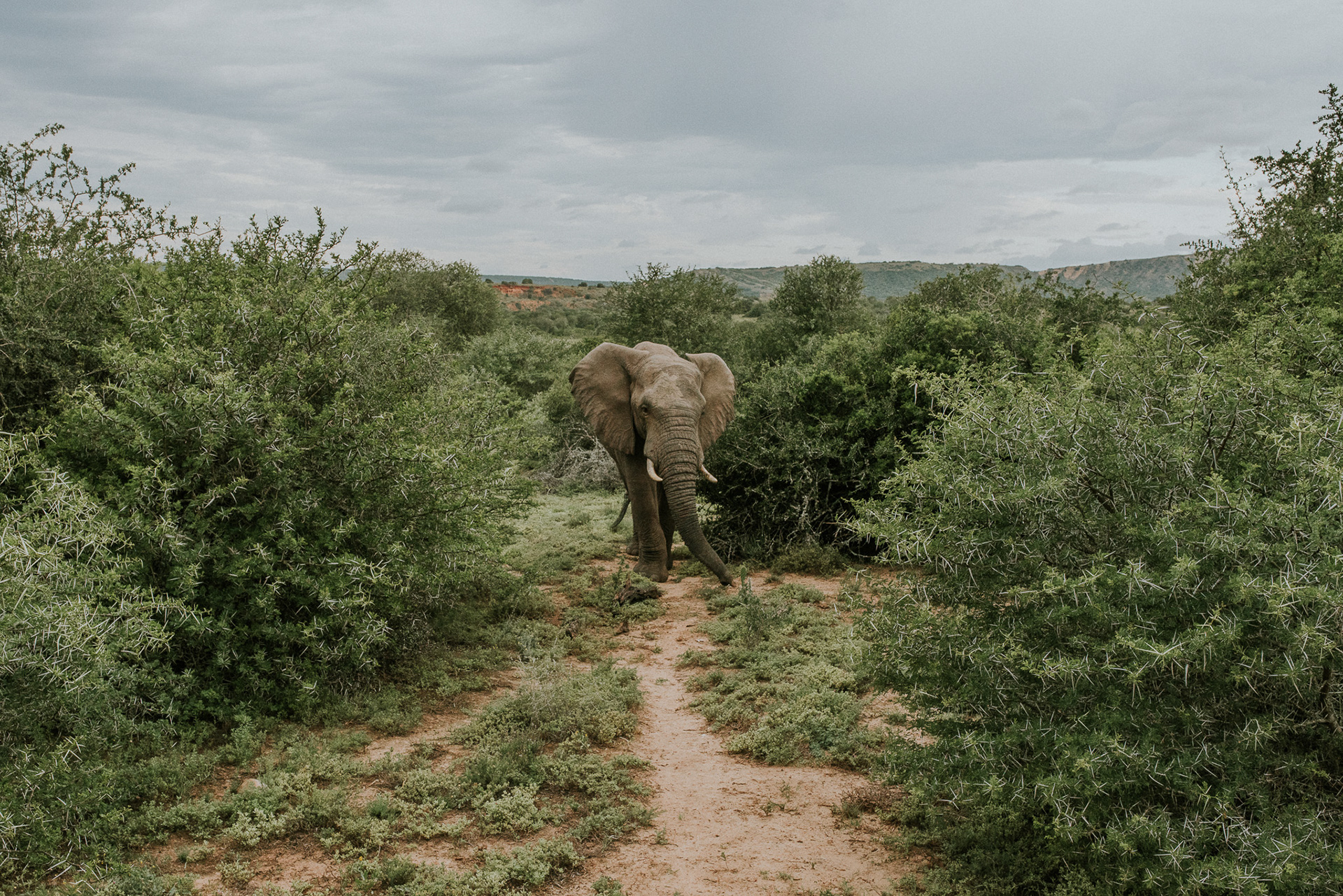 Elefant in der Savanne – majestätisches Tier in seiner natürlichen Umgebung.