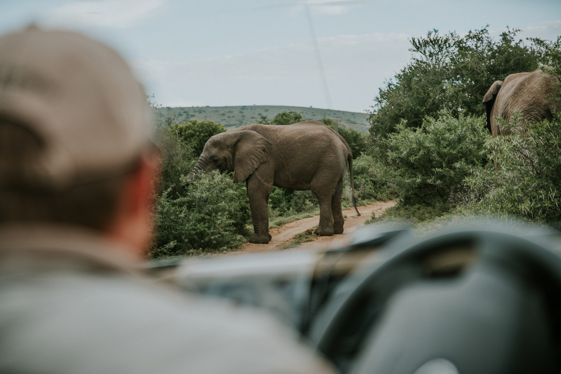 Elefantenherde in Südafrika – majestätische Tiere ziehen durch die weite Savanne bei goldenem Sonnenlicht.