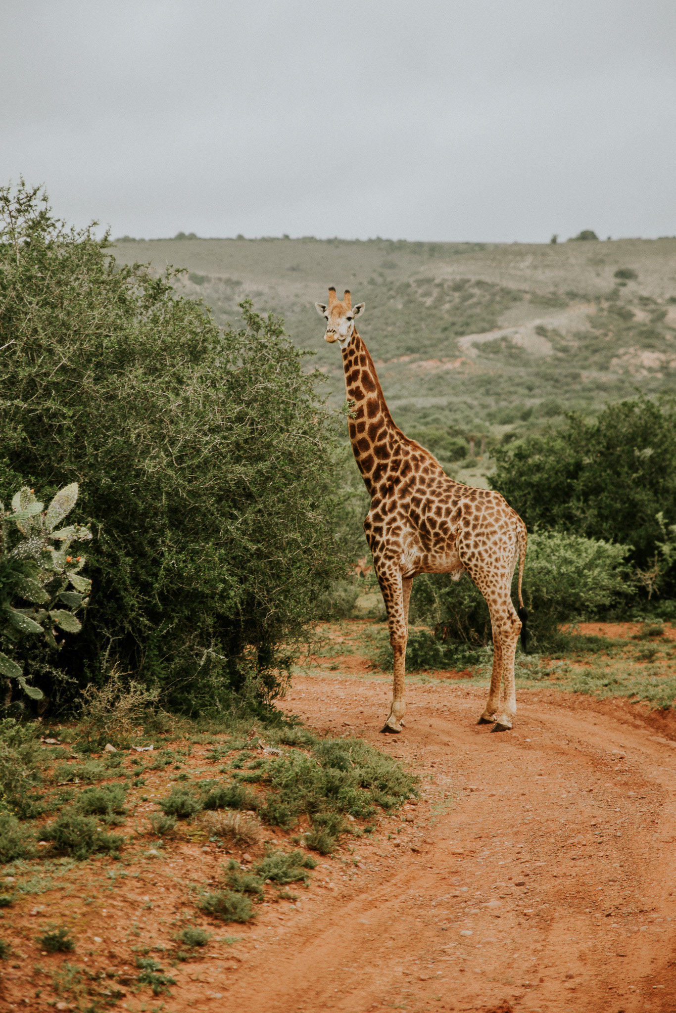 Giraffen in der südafrikanischen Wildnis – anmutige Tiere grasen friedlich in der weiten Savannenlandschaft.