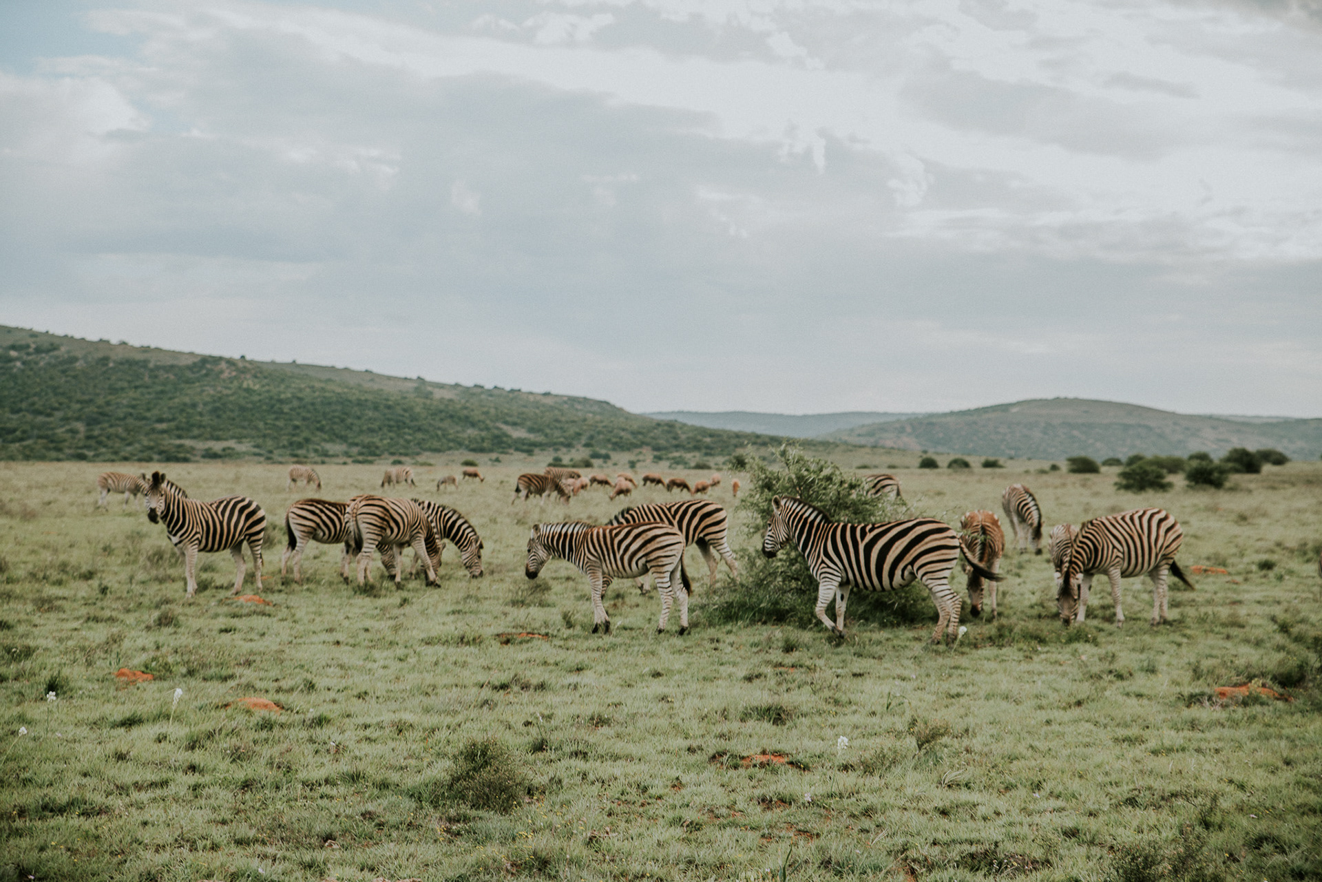 Zebraherde in der südafrikanischen Savanne – zahlreiche Zebras grasen friedlich in der weiten Landschaft.