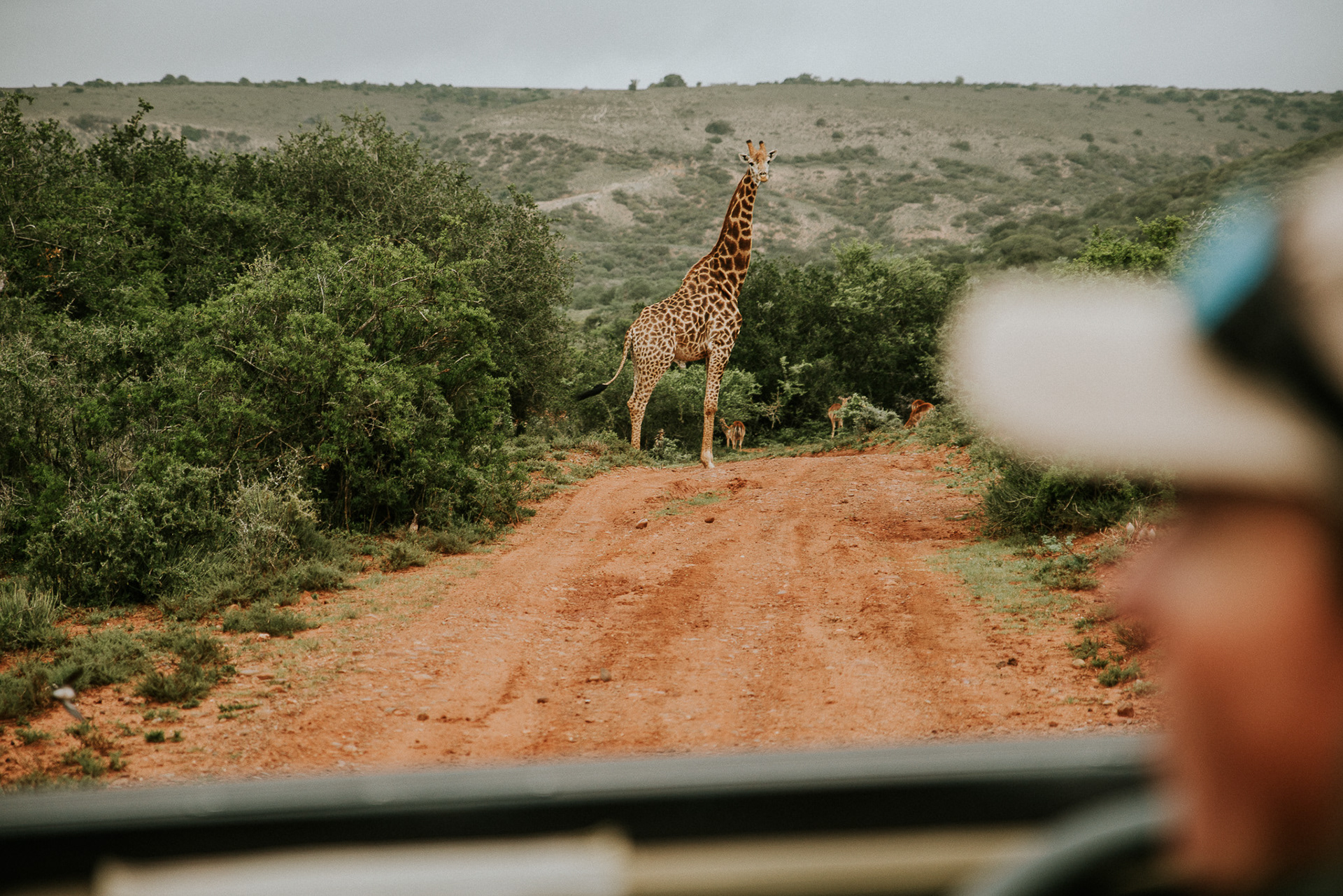 Safari-Ranger beobachtet eine Giraffe – beeindruckende Begegnung in der weiten Wildnis Südafrikas.