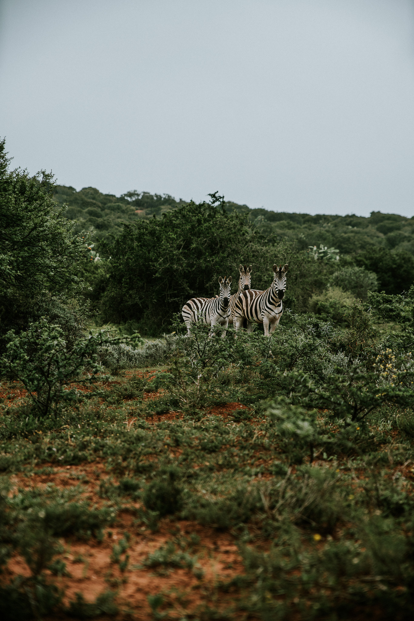 Zebras in der südafrikanischen Wildnis – schwarz-weiße Muster inmitten der goldenen Savanne.