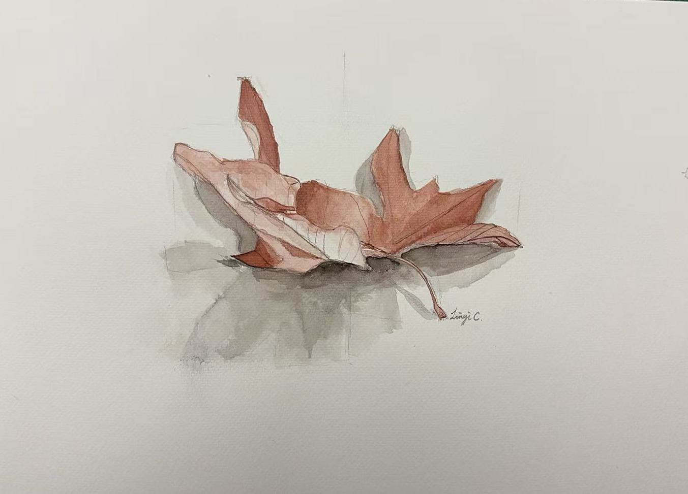 Leaf Study