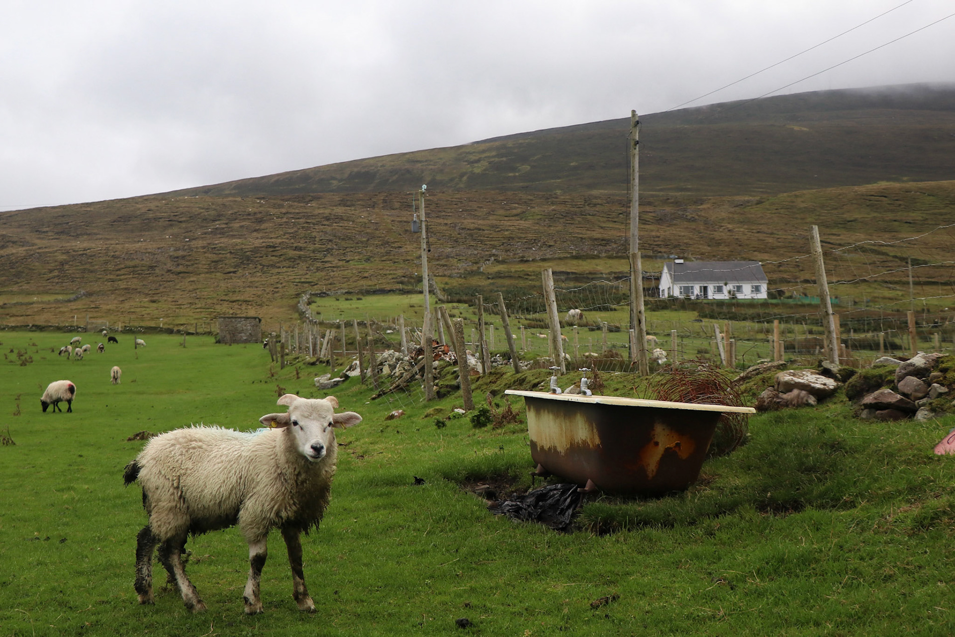 Sheep and bath near Keel Beach