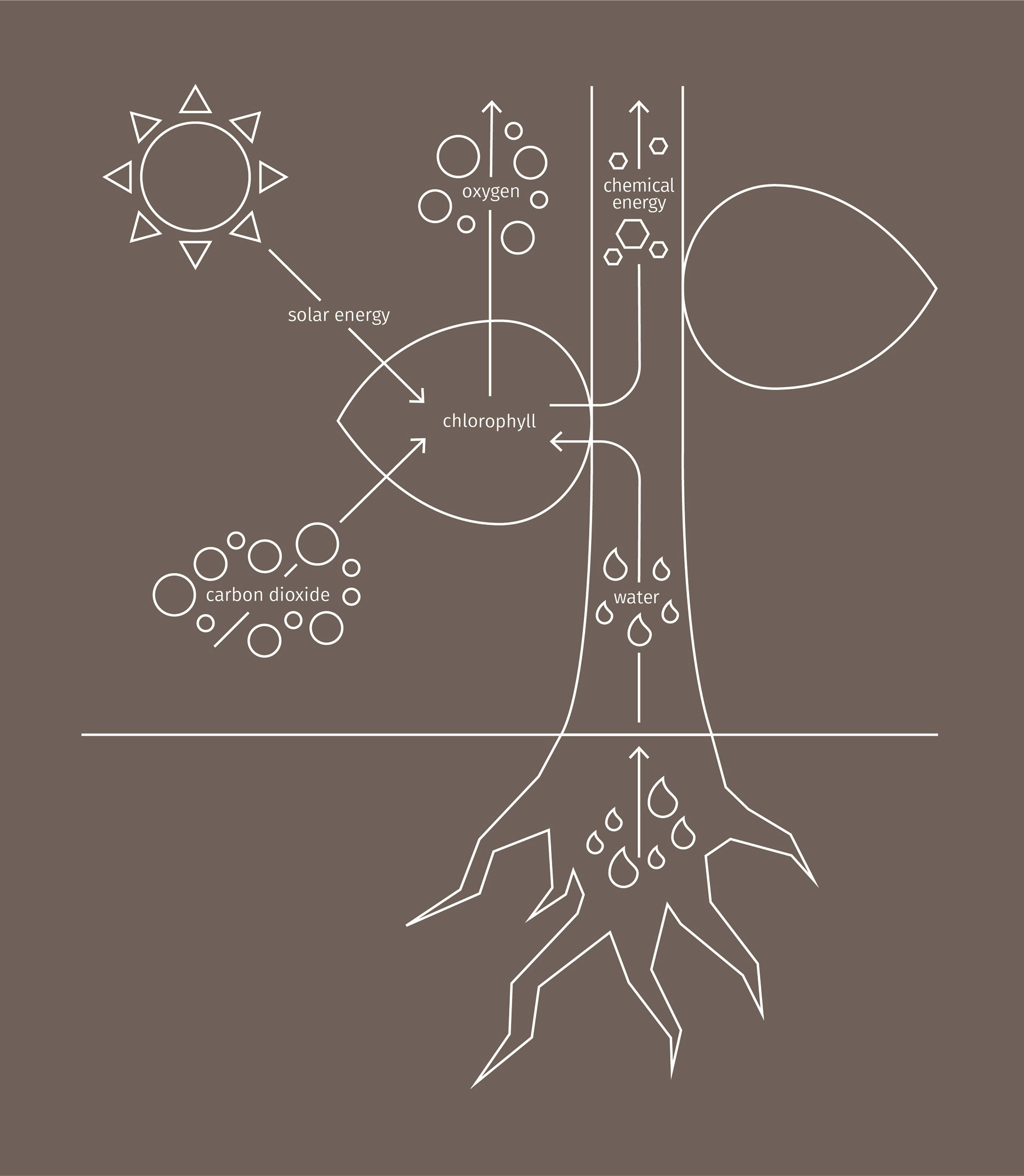 Photosynthesis