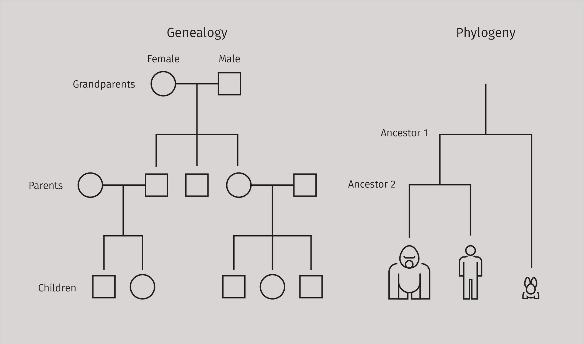 Genealogy vs. Phylogeny