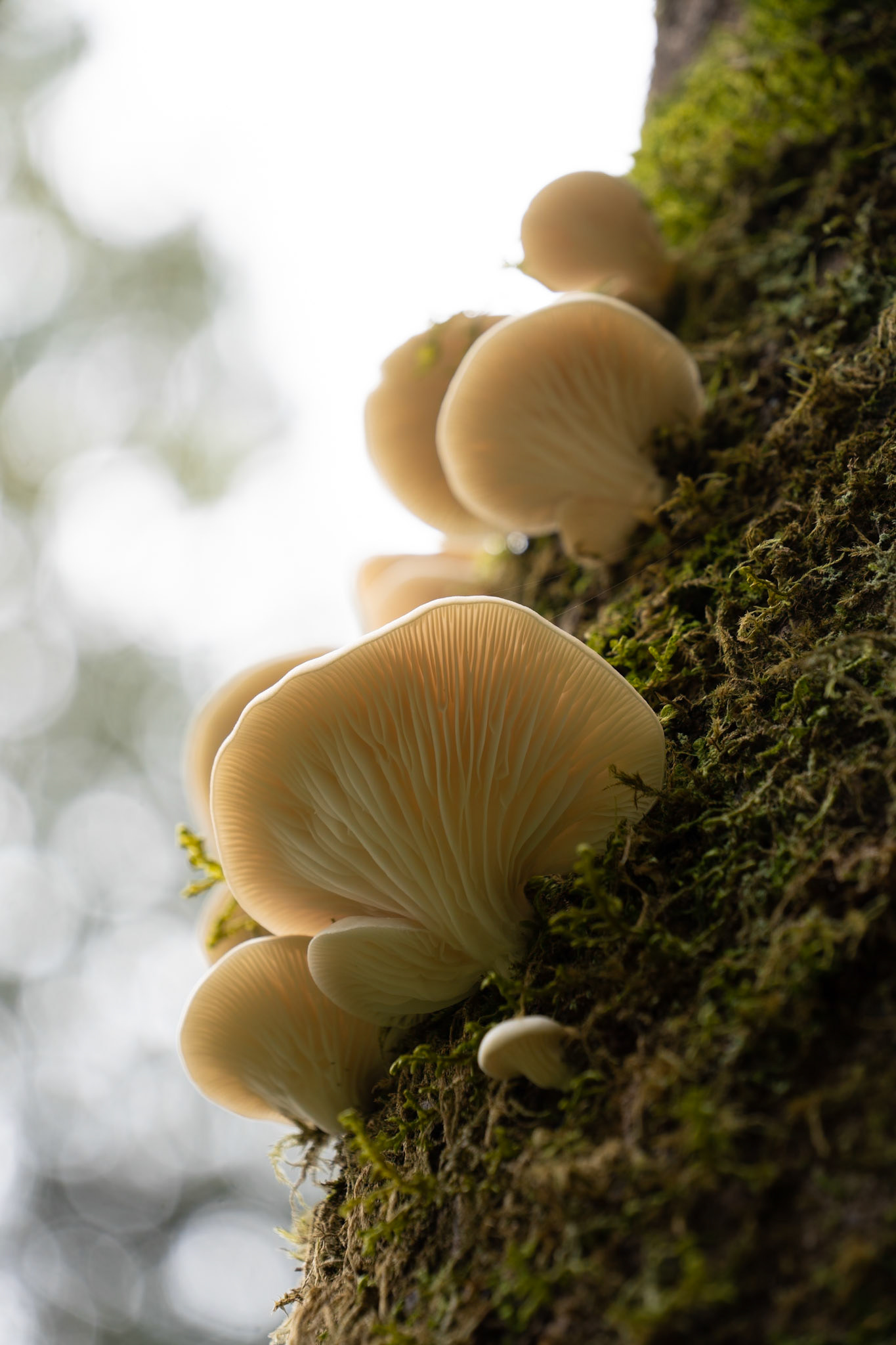 Oyster Mushroom