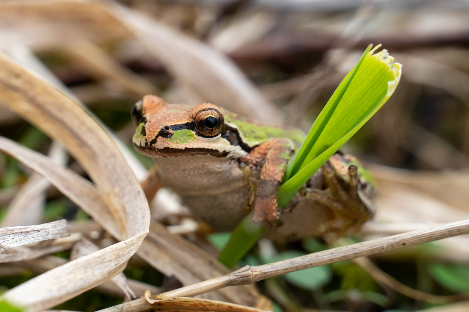 Pacific Tree Frog, Smith &amp; Bybee Wetlands OR