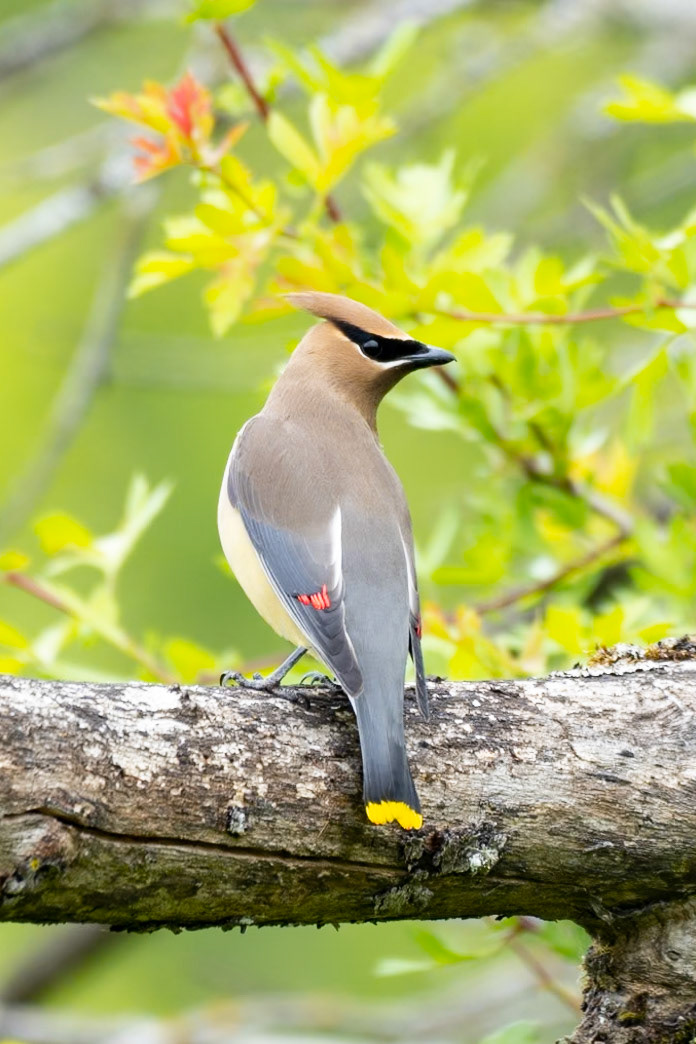 Cedar Waxwing, Ridgefield Wildlife Refuge WA