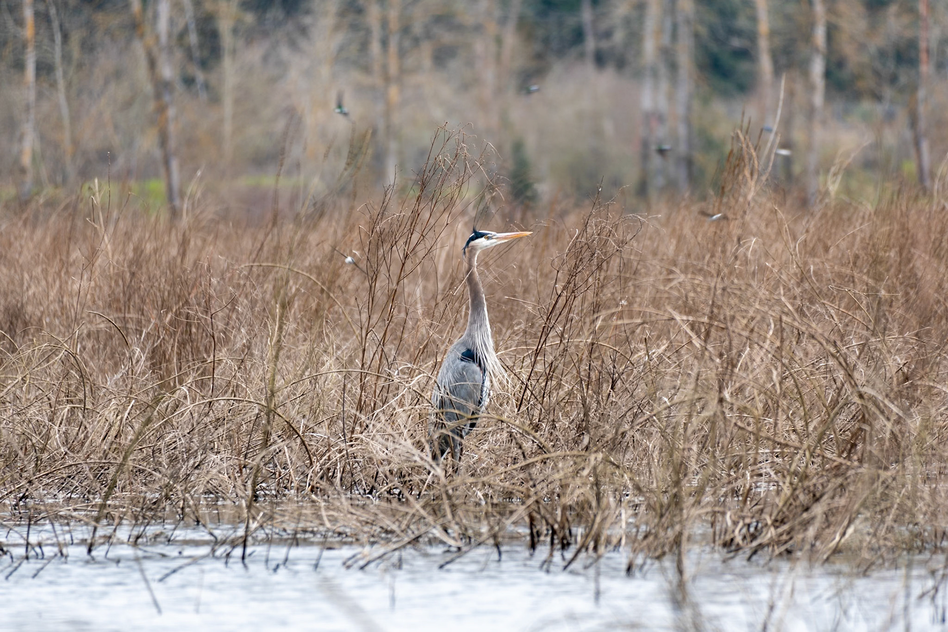Great Blue Heron, Oaks Bottom Wildlife Refuge OR