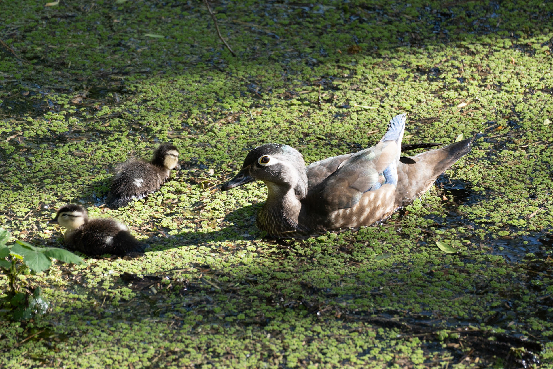 Wood Duck, Oaks Bottom Wildlife Refuge OR