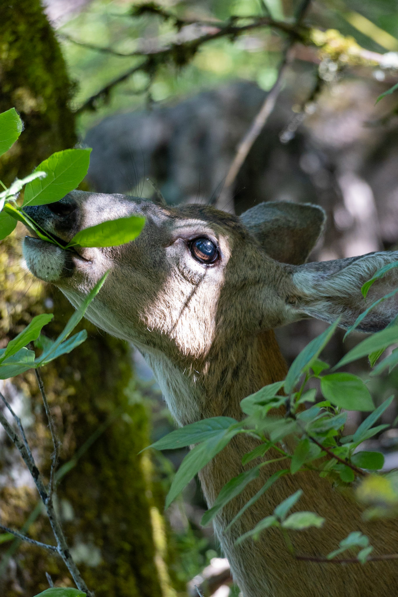 Deer, Oaks Bottom Wildlife Refuge OR