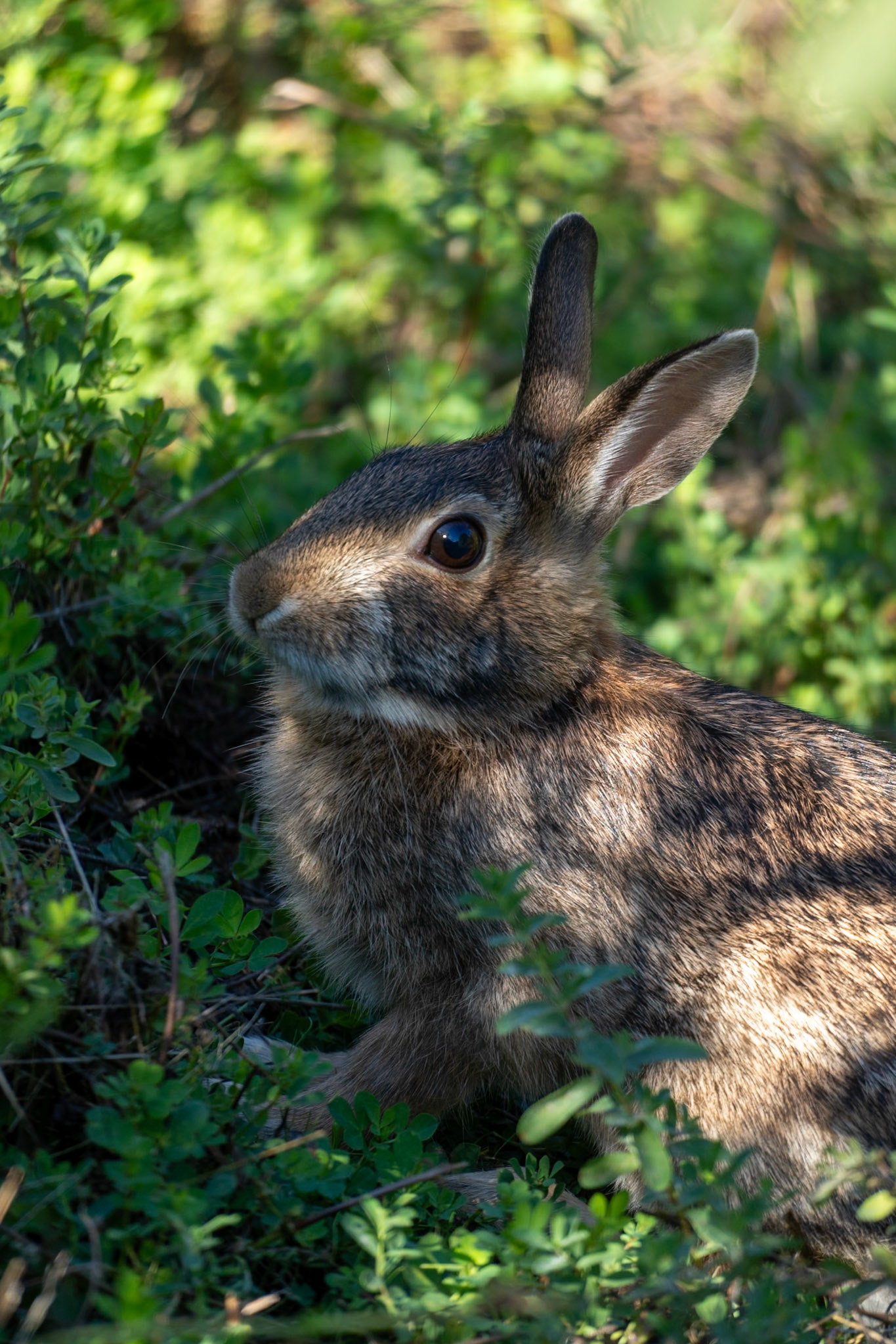 Brush Rabbit