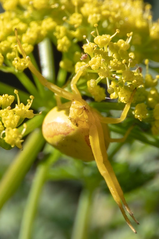 Flower Crab Spider