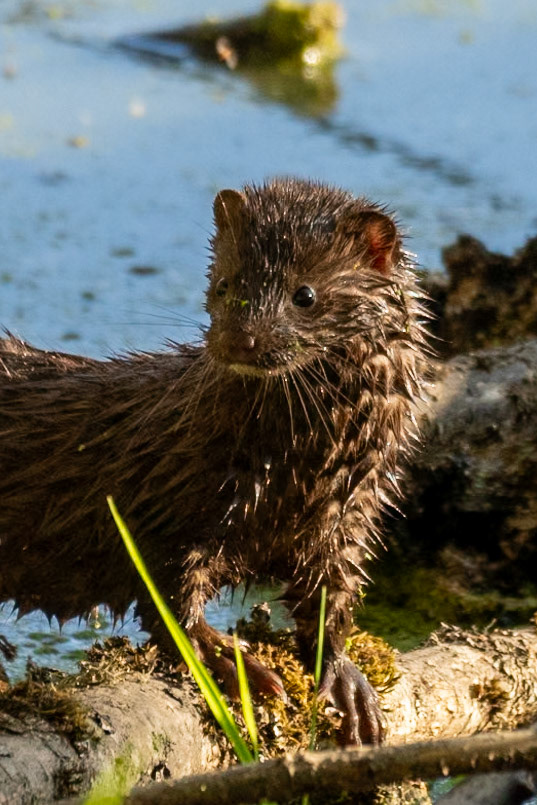 American Mink, Oaks Bottom Wildlife Refuge OR