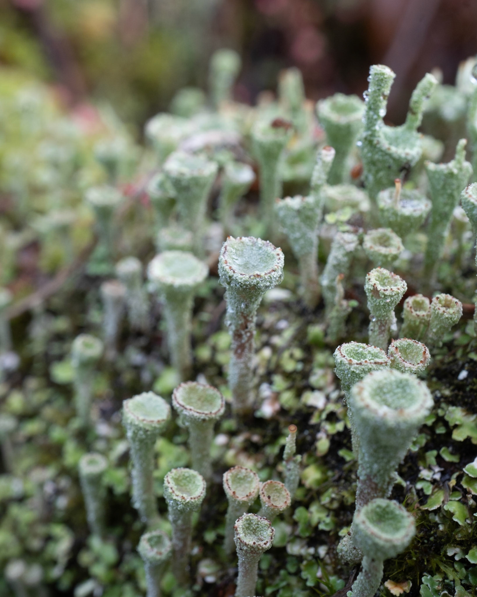 Pixie Cup Lichen