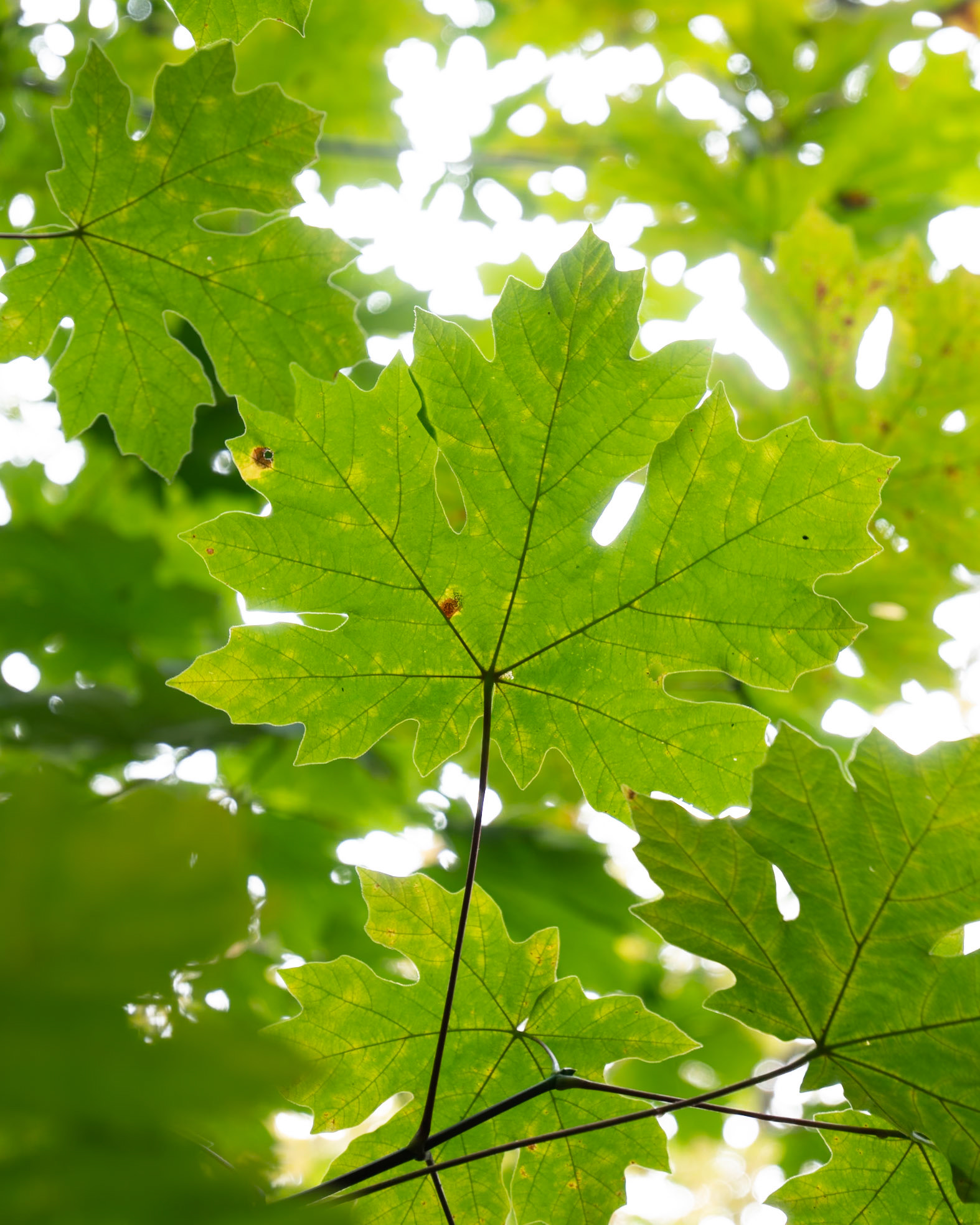 Bigleaf Maple