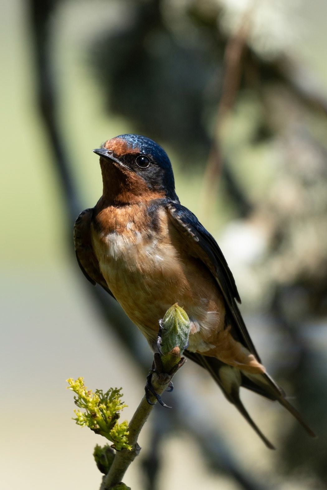 Bawn Swallow, Ridgefield Wildlife Refuge WA