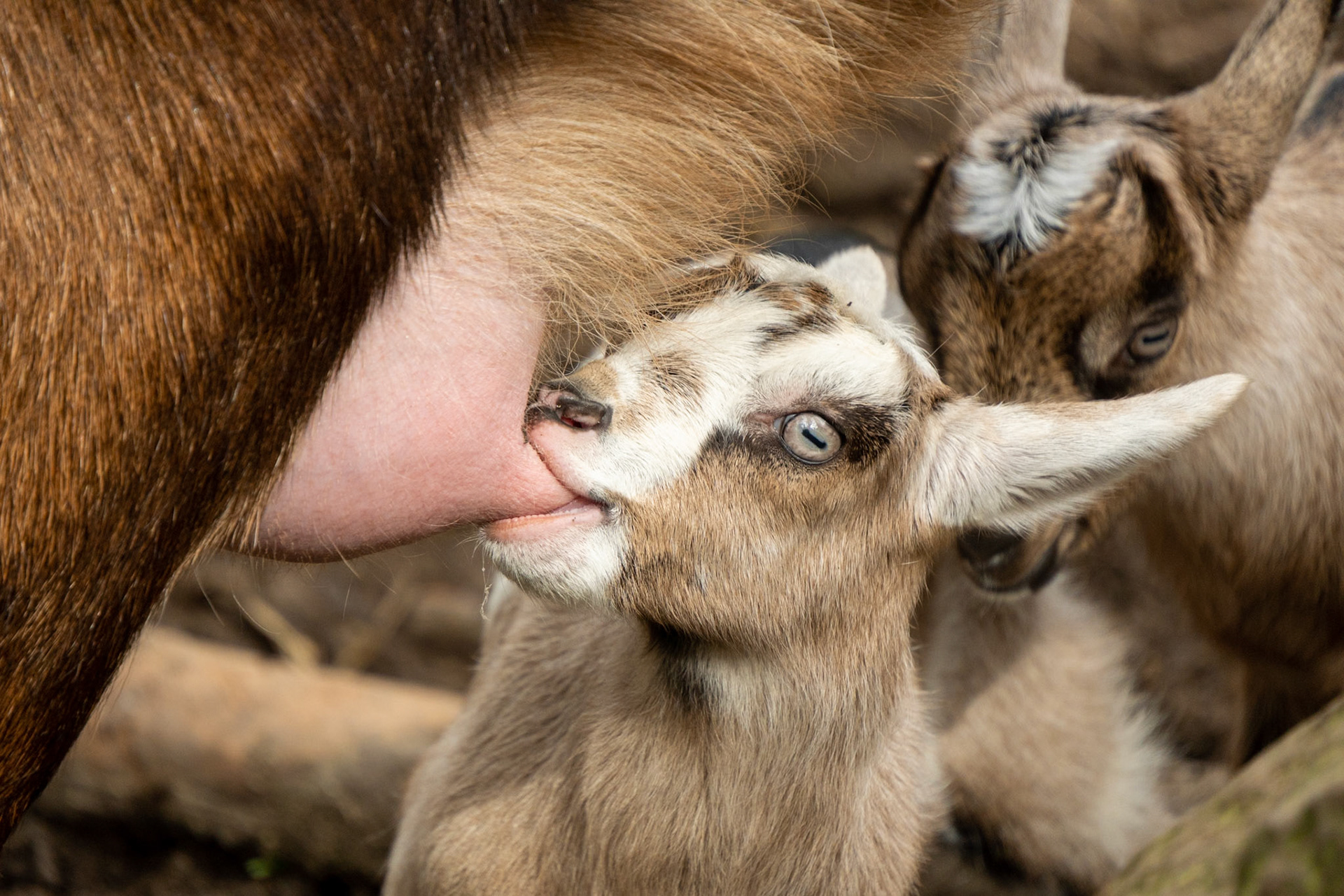 Goats, Portland OR