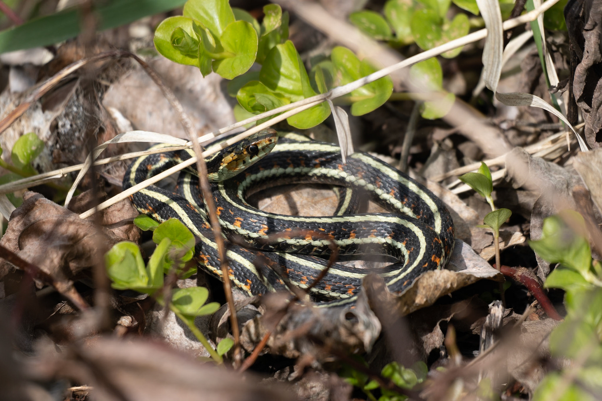 Garter Snake, Smith &amp; Bybee Wetlands OR