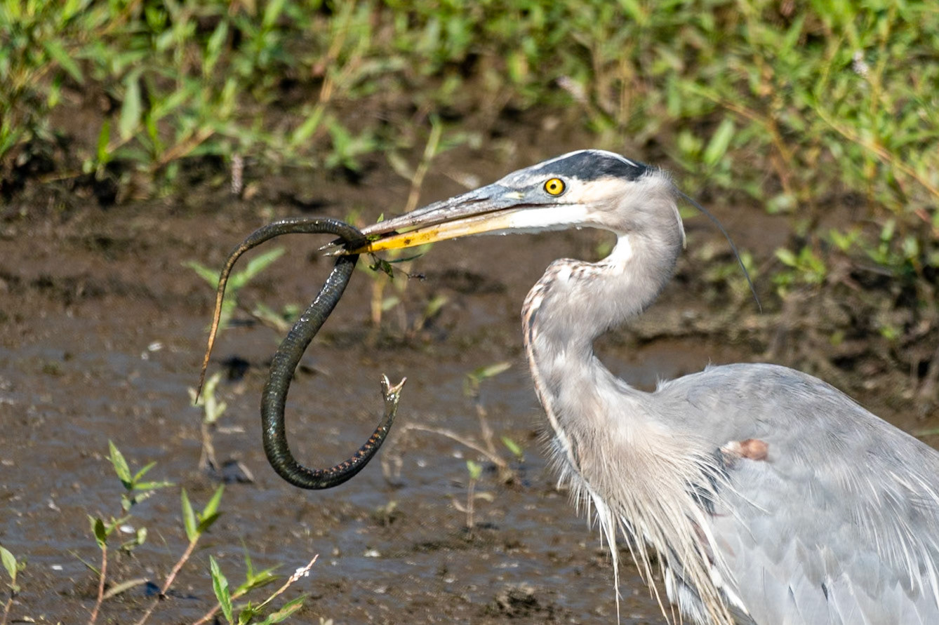 Great Blue Heron and Garter Snake, Ridgefield Wildlife Refuge WA