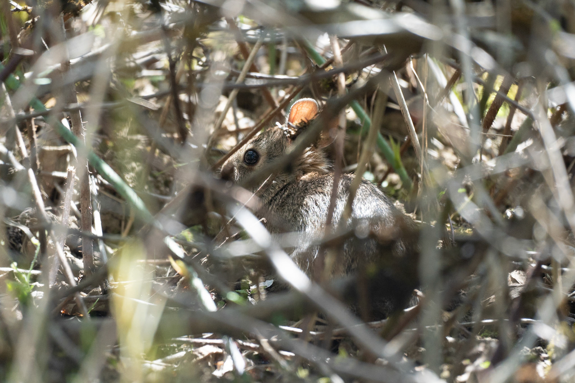 Brush Rabbit (Sylvilagus bachmani) near the Tadpole Pond at Oaks Bottom Wildlife Refuge