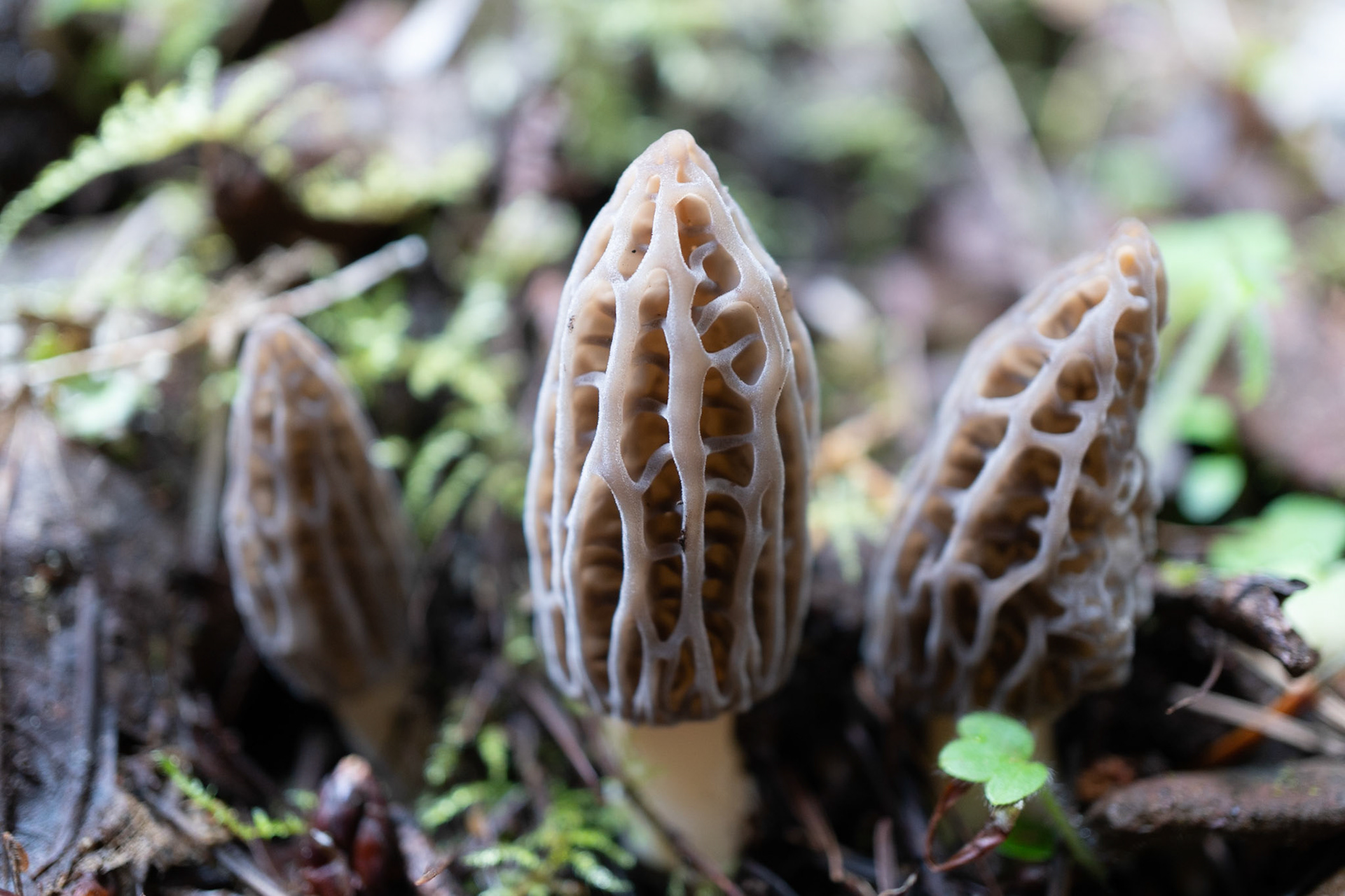Morel