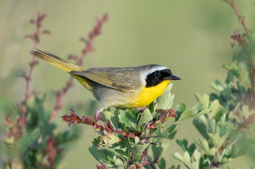 Common Yellow Throat, Powell Butte OR