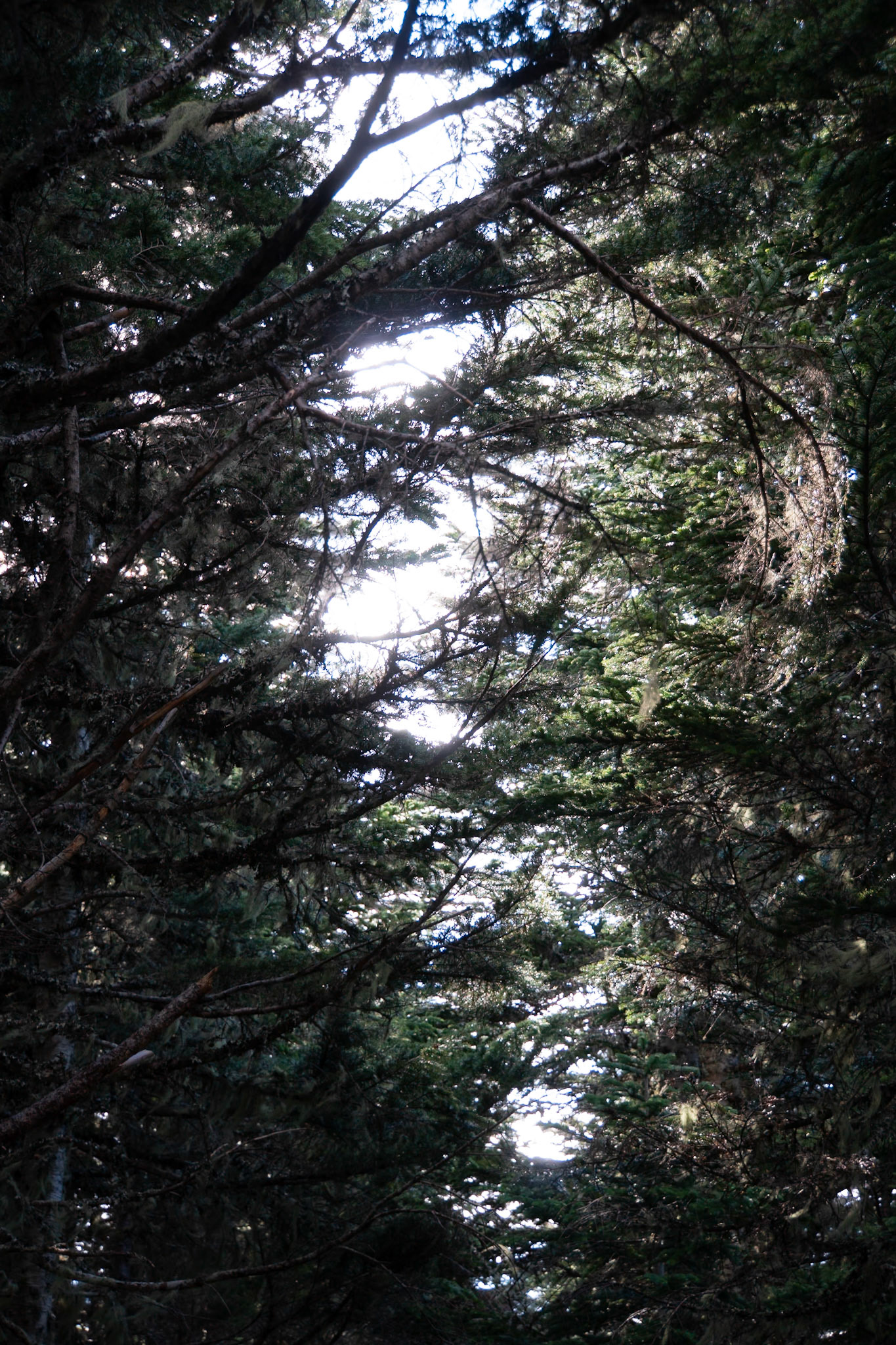 lightning through the trees