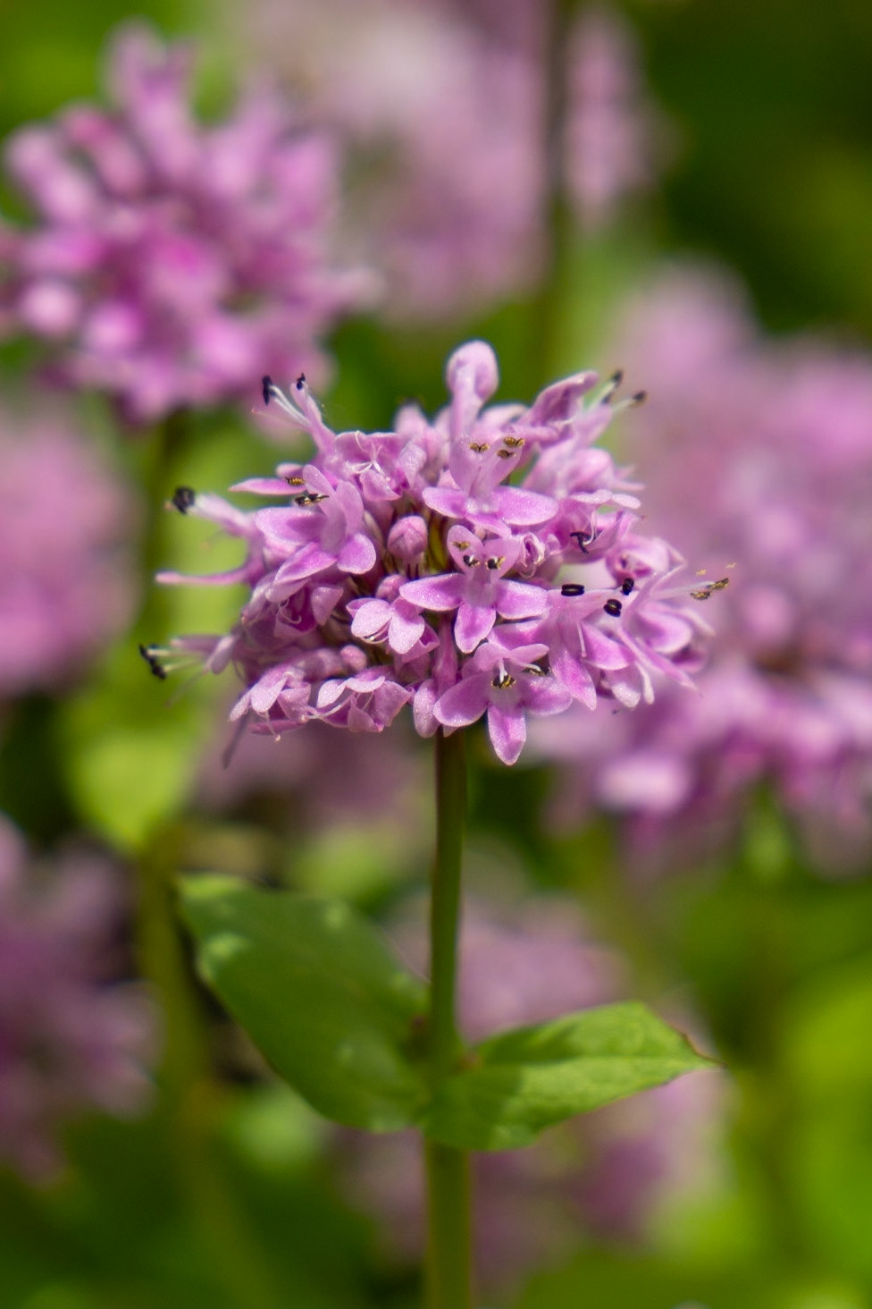 Shortspur Seablush, Hamilton Mountain WA