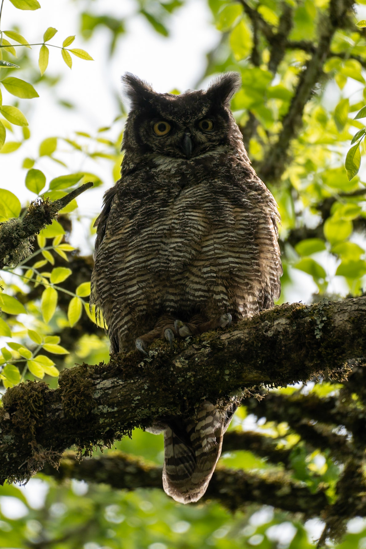 Great Horned Owl, Ridgefield Wildlife Refuge WA