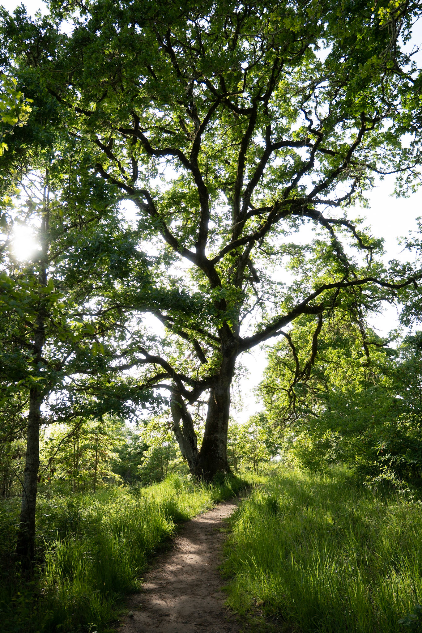 A White Oak Tree at Ridgefield Wildlife Refuge in Washington.