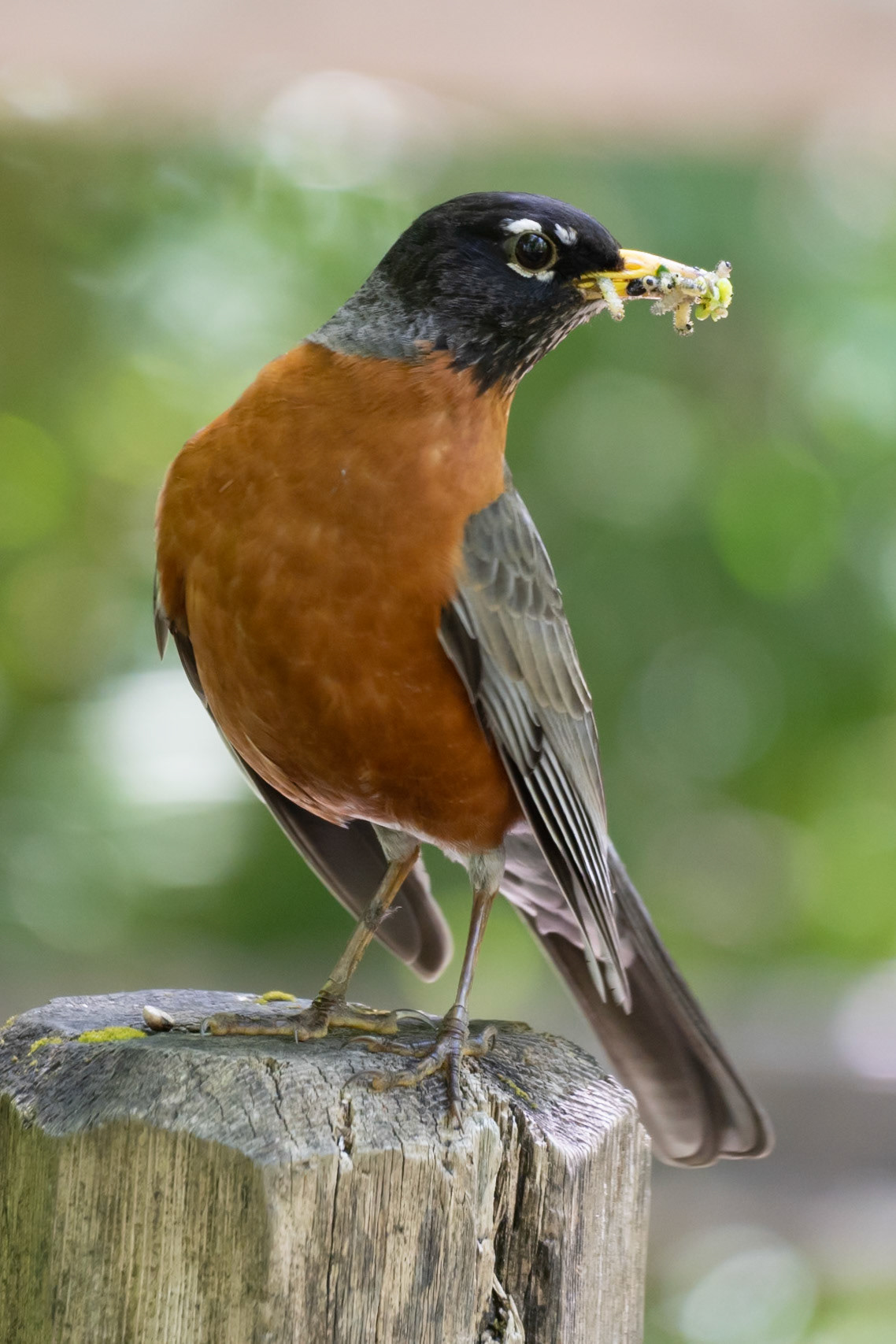 Robin, Oaks Bottom Wildlife Refuge OR