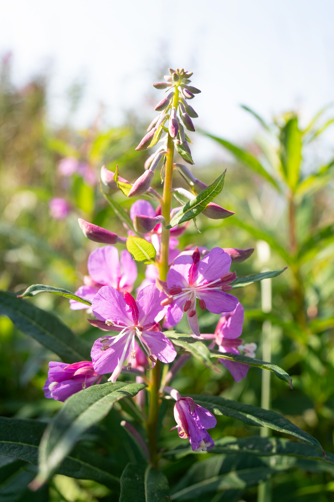 Dwarf Fireweed