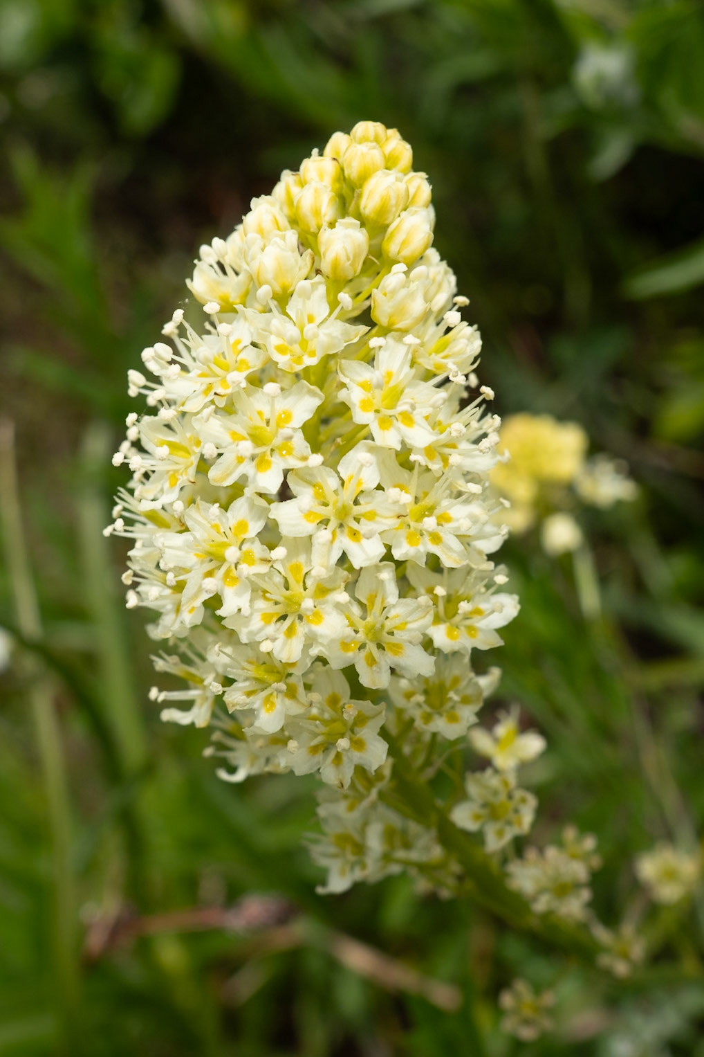 Death Camas, Hamilton Mountain WA