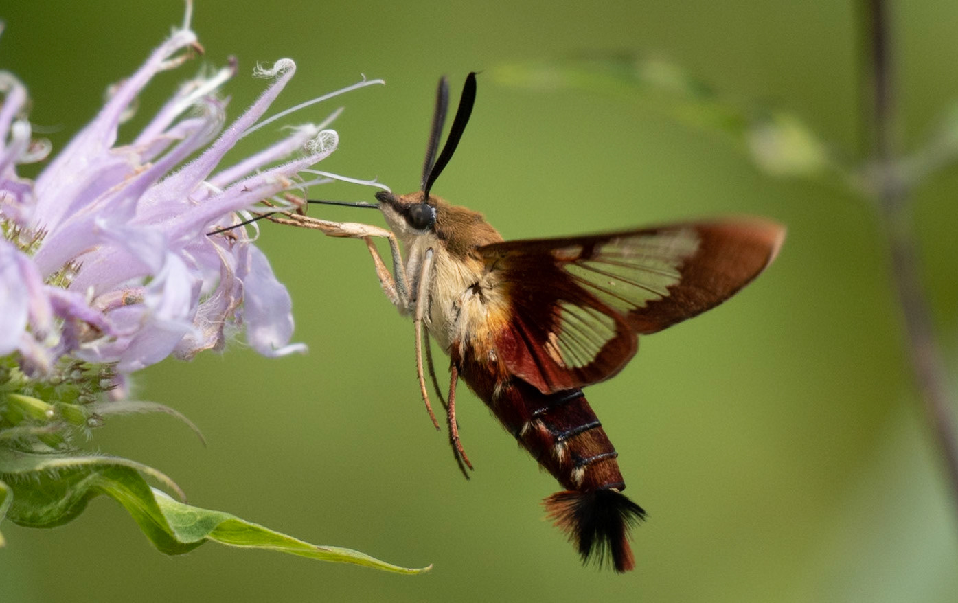 Hummingbird Clearwing, a species of Hawkmoth, drinking nectar from Wild Bergamot flower.