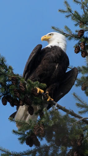 Bald Eagle