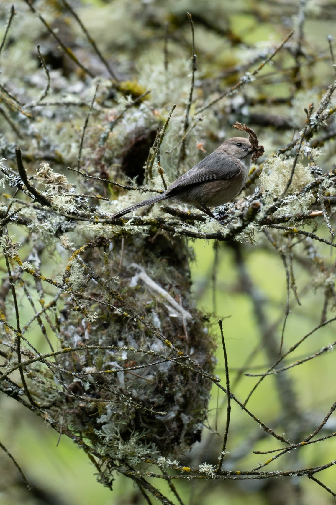 Bush Tit, Oaks Bottom Wildlife Refuge OR