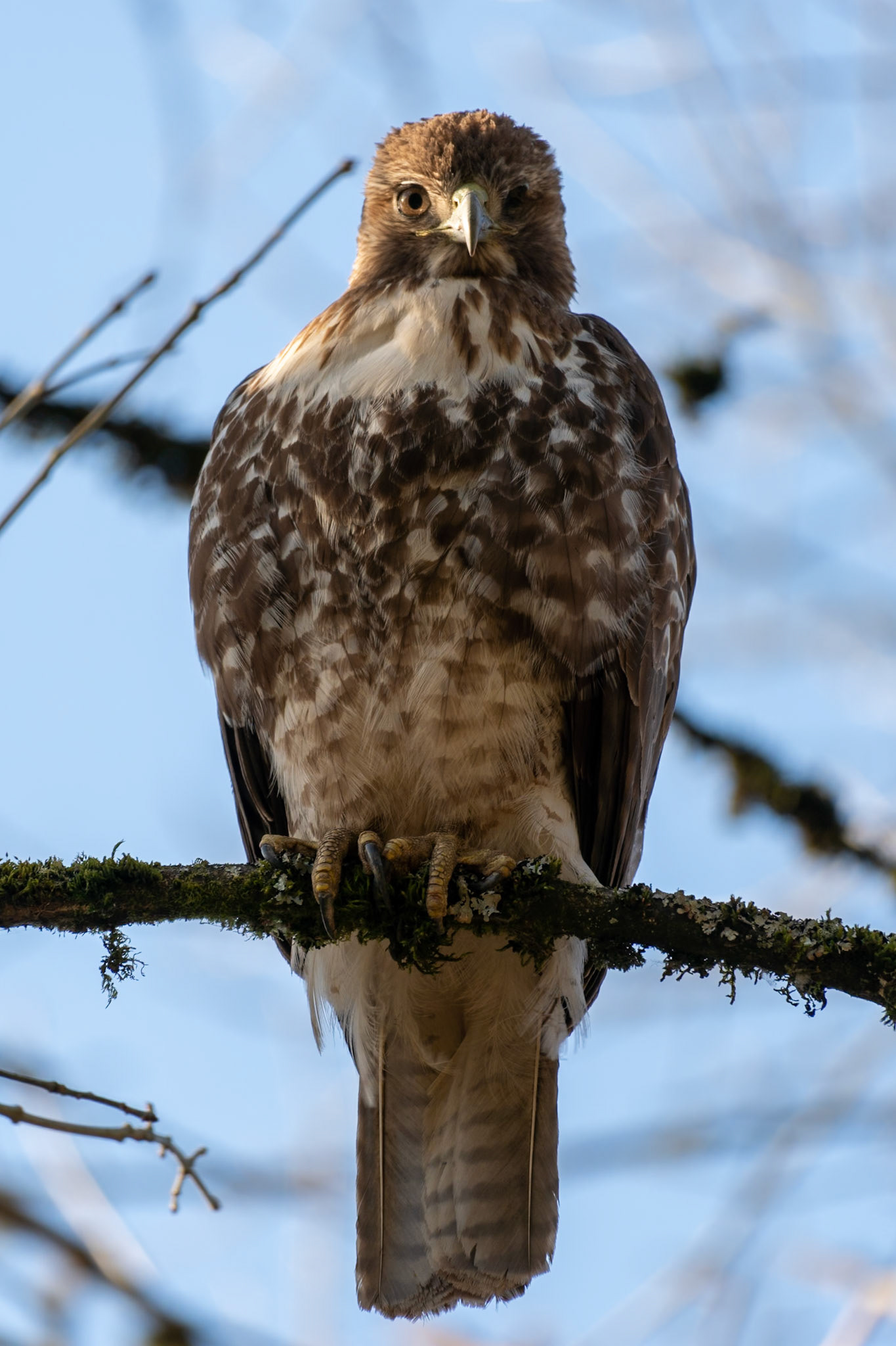 Red-Tailed Hawk, Oaks Bottom Wildlife Refuge OR