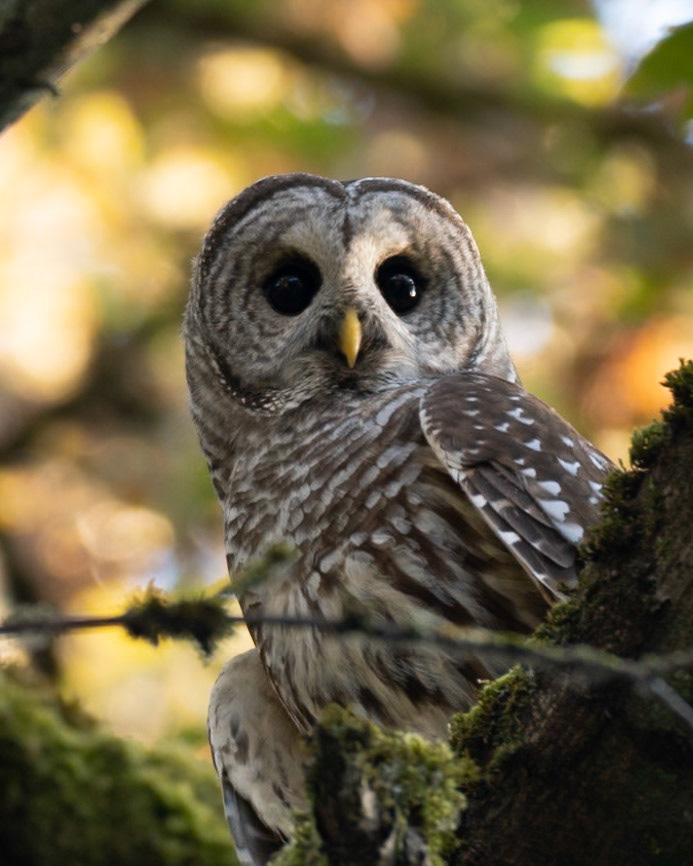 Barred Owl, Oaks Bottom Wildlife Refuge OR