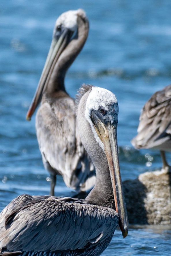 Brown Pelican