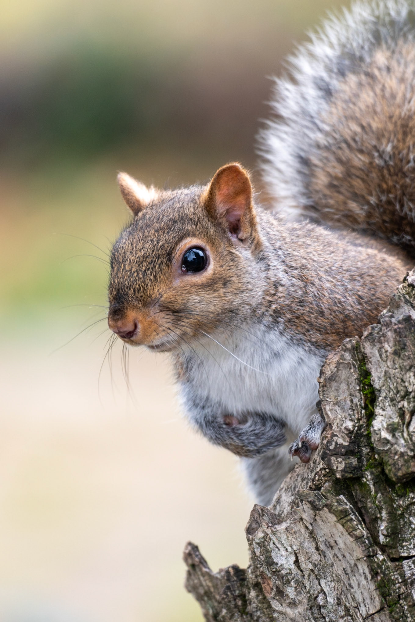 Grey Squirrel, Portland OR