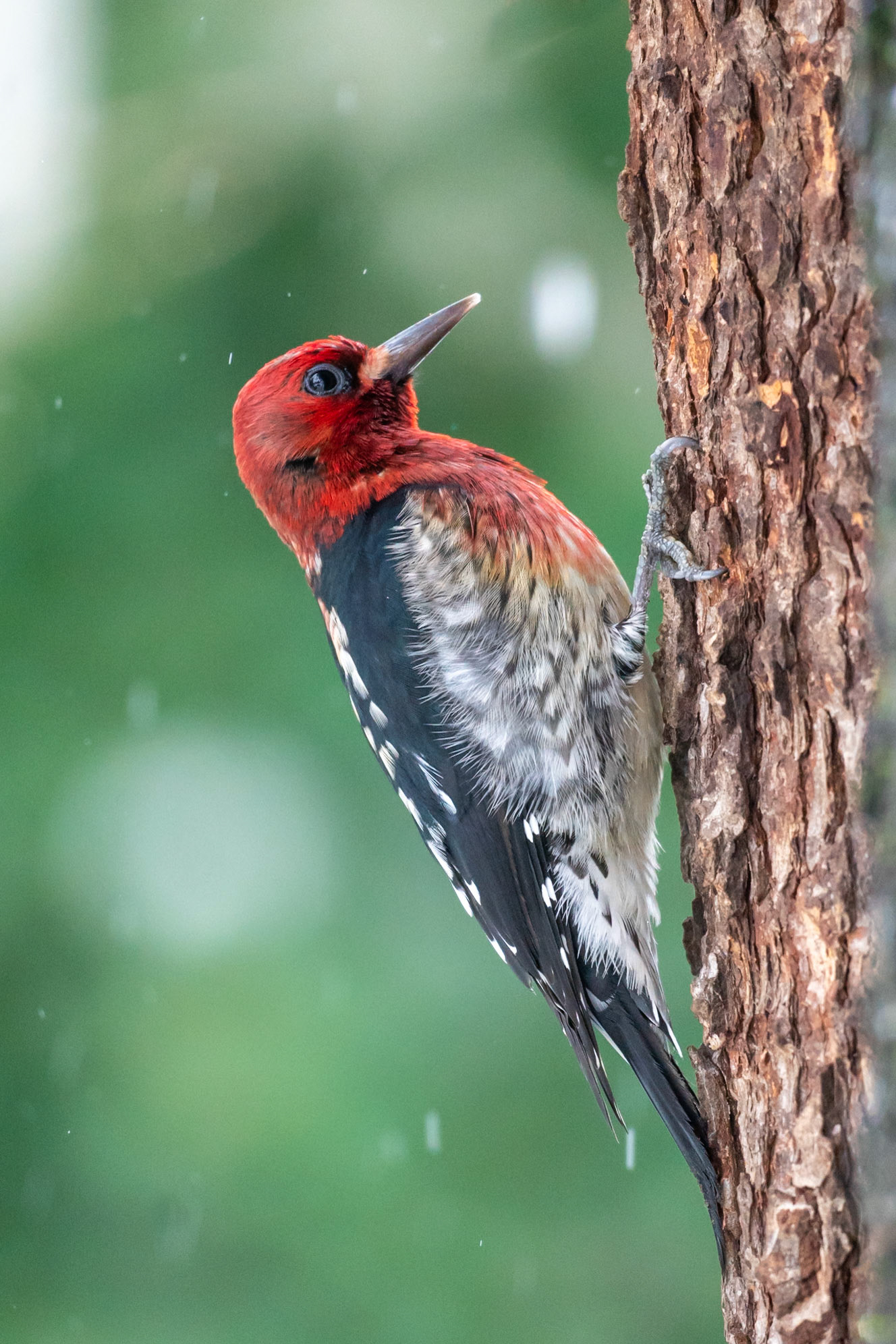 Red-Breasted Sapsucker, Portland OR