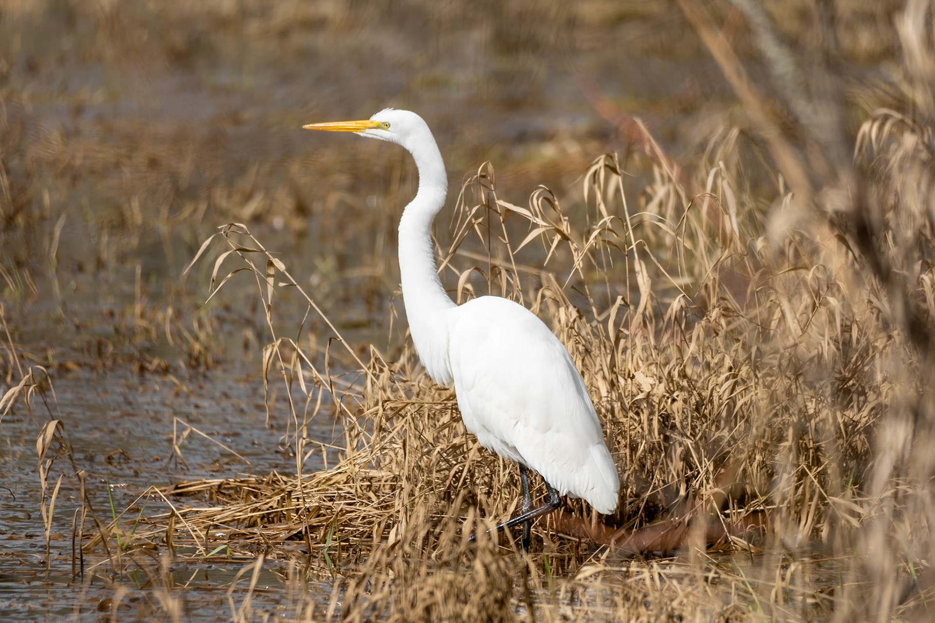 Egret, Ridgefield Wildlife Refuge WA