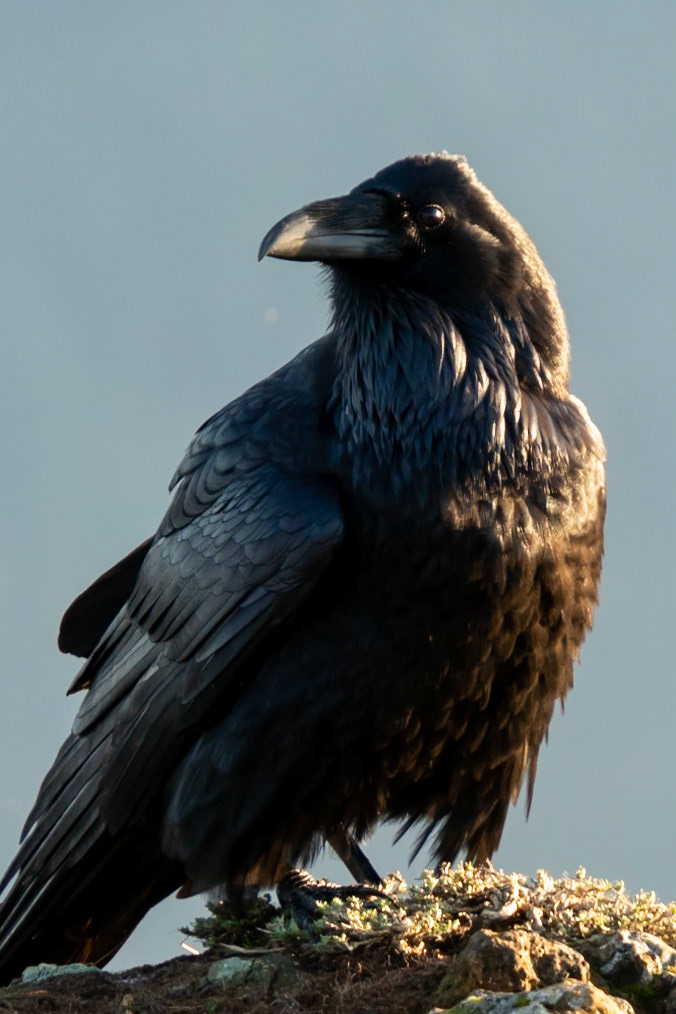 Raven, Hamilton Mountain WA